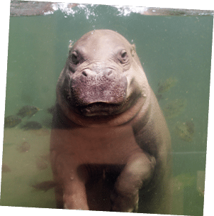 Zwergflusspferd “Maji" oder "Euforio" unter Wasser im Gondwanaland