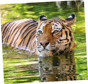 05.07.2023 --- Tiergarten --- Tiergartenbesuch am 05.07.2023 --- Foto: Tiergarten N rnberg / Tom Burger --- Sibirischer-Tige